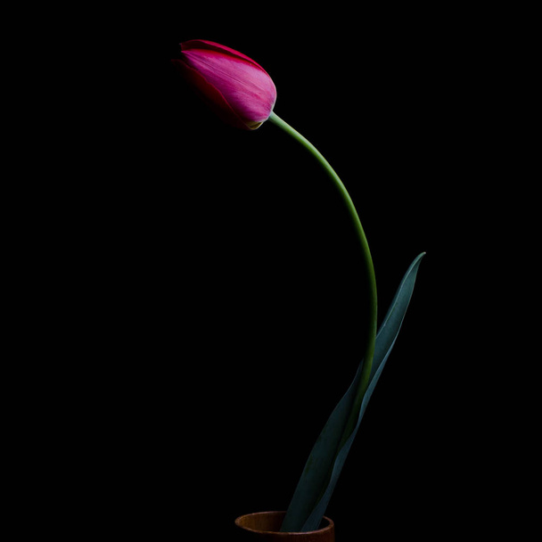 Tulip on black background - Фото, изображение
