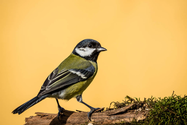 Colorful male great-tit sit on dry twig covered by moss - Photo, Image