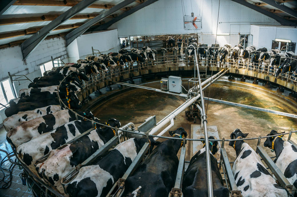 Оборудование для доения коров, молочные продукты
 - Фото, изображение