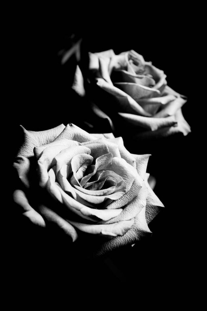 Роза сирени на черном фоне
 - Фото, изображение