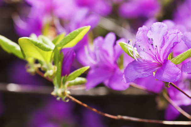 Фиолетовый цветок рододендрона
 - Фото, изображение