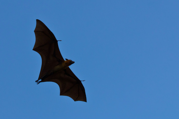 Zorro volador
 - Foto, imagen