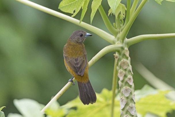 Female Passerinis Tanager in a Tree - Photo, Image