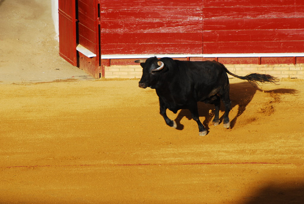 stier in de plaza de toros in Spanje. - Foto, afbeelding
