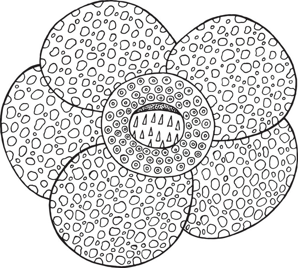 Rafflesia tropical flower vector isolated element. - Vector, imagen