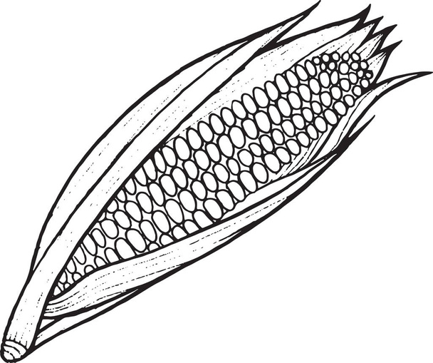 Corn coloring page hand drawn illustration - Vector, imagen