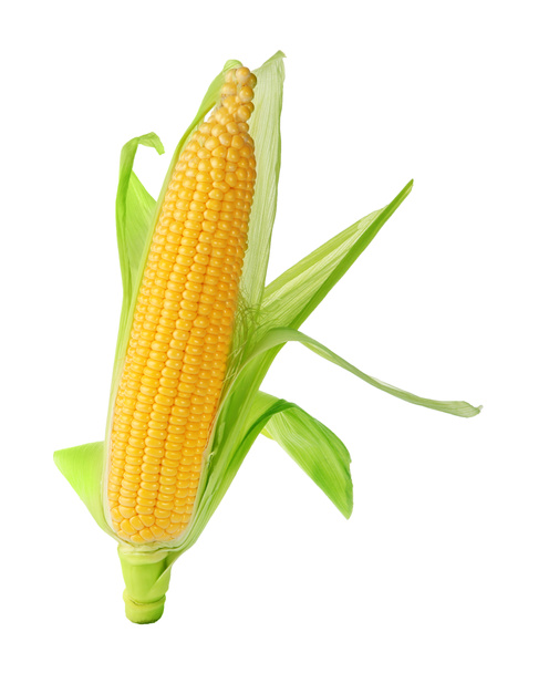 mazorca de maíz fresco
  - Foto, imagen