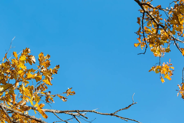 Fall leaves with the blue sky background. Colorful foliage in the autumn park - 写真・画像