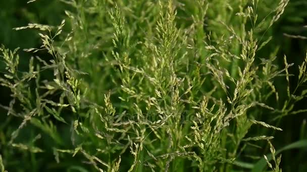 Bir alan Poa pratensis ortak çayır çim. Konik panicles bitki de Kentucky bluegrass denir. - Video, Çekim
