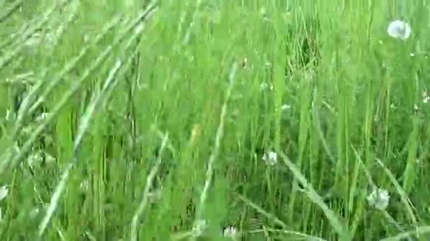 Hierba verde en el movimiento de campo de verano cámara subjetiva cierre de material de archivo
 - Metraje, vídeo