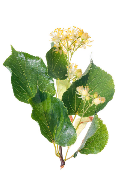 Ветвь цветущей липы с цветами и листьями изолированы по whi
 - Фото, изображение