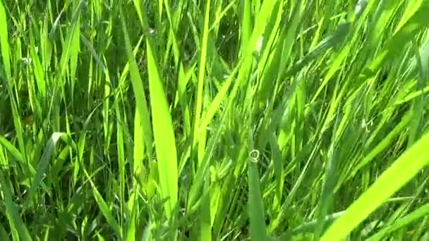 Zöld fű, a mező a nyáron. HD videó felvétel 1920 x 1080 lassított vízszintes panoráma. - Felvétel, videó
