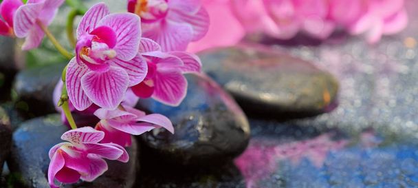 Orquídeas cor-de-rosa e pedras pretas.
. - Foto, Imagem
