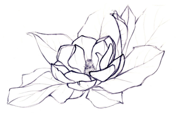 ink flower - magnolia - Vektör, Görsel
