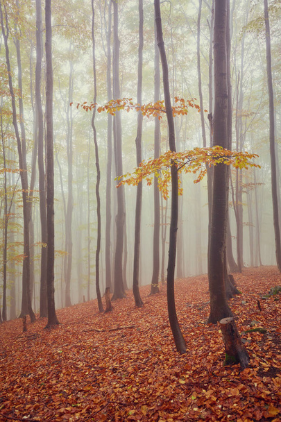 Autumn landscape in foggy wood - Photo, Image