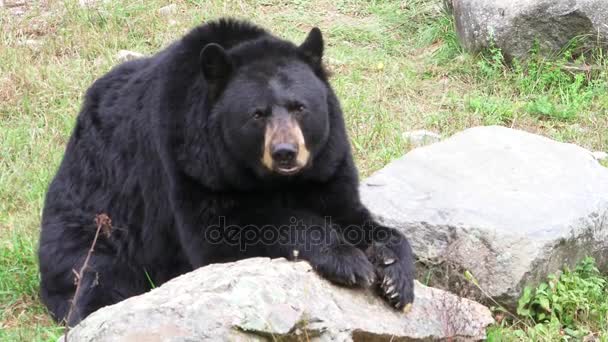 Duży czarny niedźwiedź w dolinie - Materiał filmowy, wideo