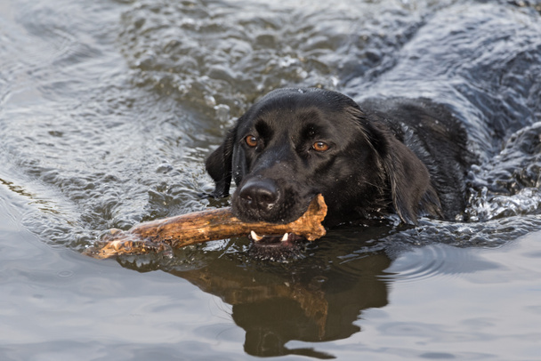 swimming black labrador retriever with big stick in the mouth - Photo, Image