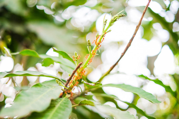 mango ağacı üzerinde kırmızı karıncalar - Fotoğraf, Görsel