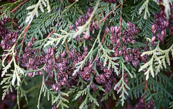schöne Zweige und Früchte von Arborvitae, Thuja occidentalis cultivar.. - Foto, Bild