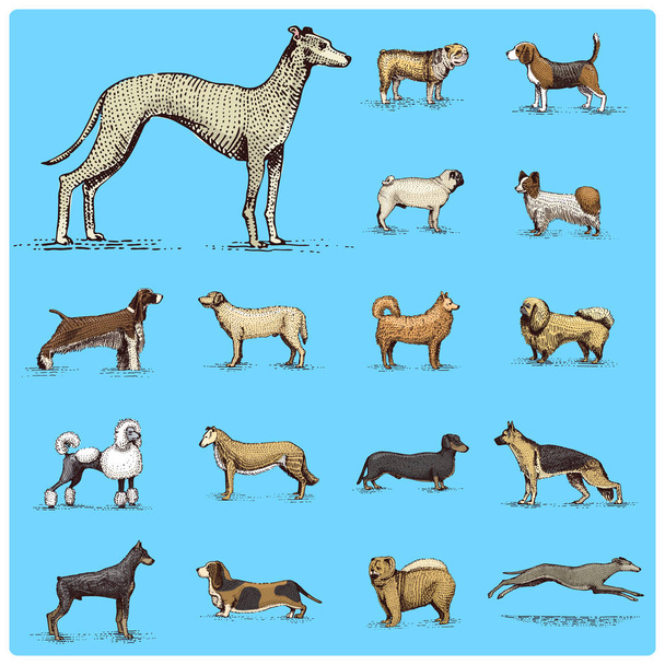 dog breeds engraved, hand drawn vector illustration in woodcut scratchboard style, vintage drawing species. pug and setter, poodle with spitz, springer spaniel whippet hound doberman, shepherd. - Vector, Image