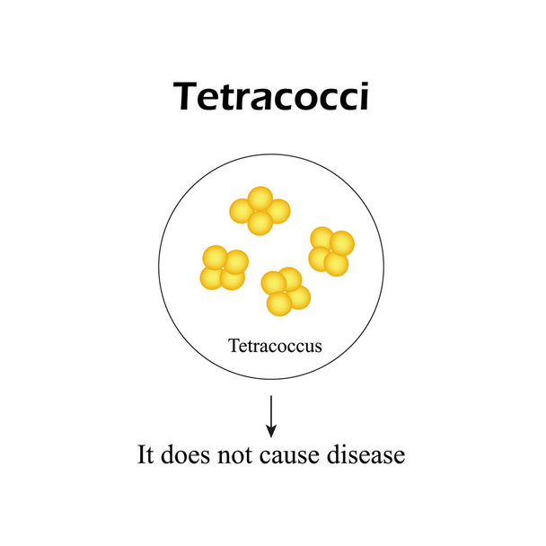 Bakterie tetracocci. Infografika. Vektorové ilustrace v izolovaných pozadí - Vektor, obrázek