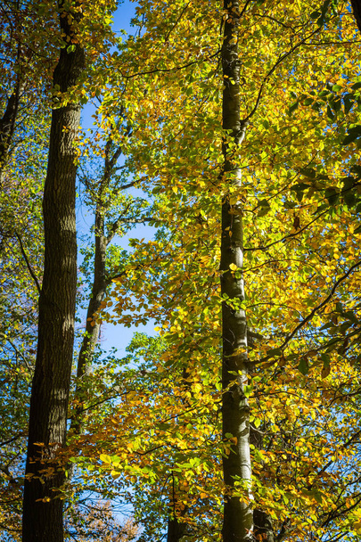 trees in autumn forest - Φωτογραφία, εικόνα