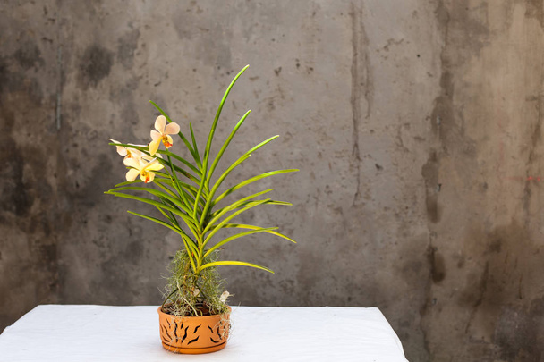 Orchid a into a new pot - Foto, imagen
