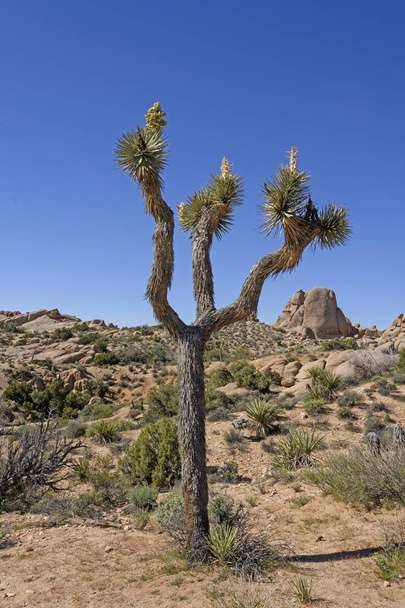Одиночне Джошуа дерева в пустелі - Фото, зображення