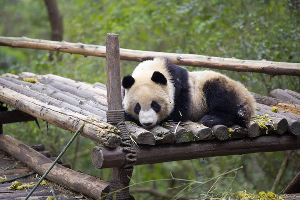 lovely giant panda in zoo - Photo, Image