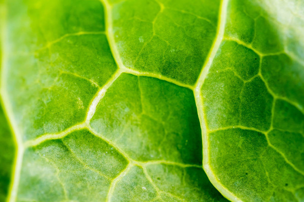 Detail of leaf of cabbage - Fotografie, Obrázek