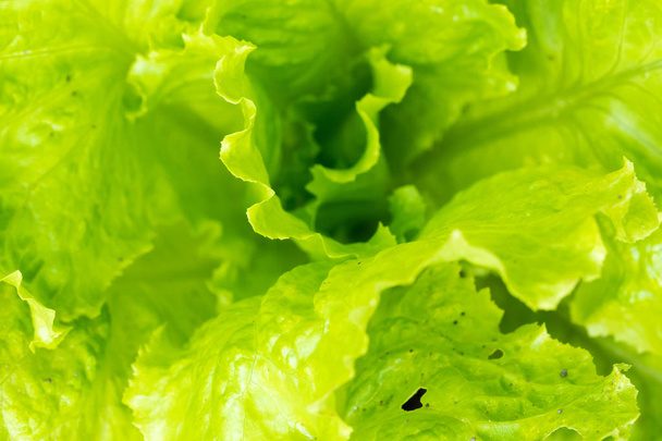 Detail of leaf of green salad. Macro photography of fresh green vegetable. - Фото, изображение