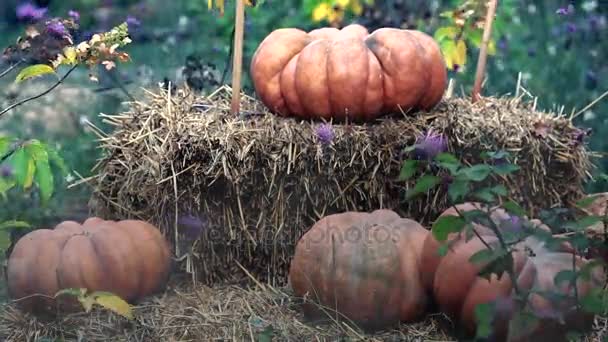 Halloween pompoenen en hooiberg - Video
