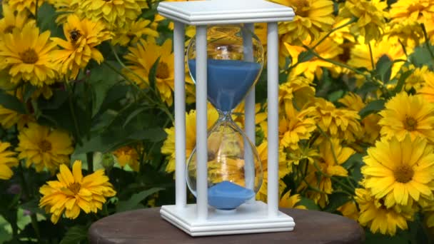 Biały sandglass klepsydra z niebieski piasek ruchu w letni ogród z żółte kwiaty, Martwa czas letni - Materiał filmowy, wideo