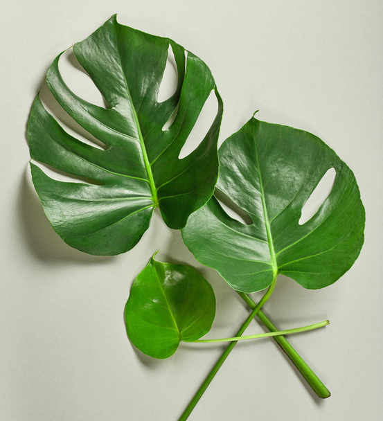 tropical leaves of Monstera plant - Foto, afbeelding
