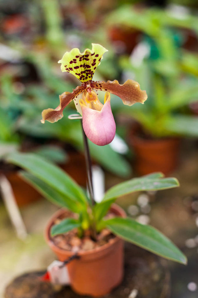 Красивые цветы орхидеи пафиопедилума
 - Фото, изображение