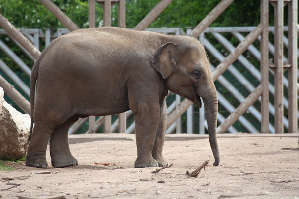 Молодой слон
 - Фото, изображение