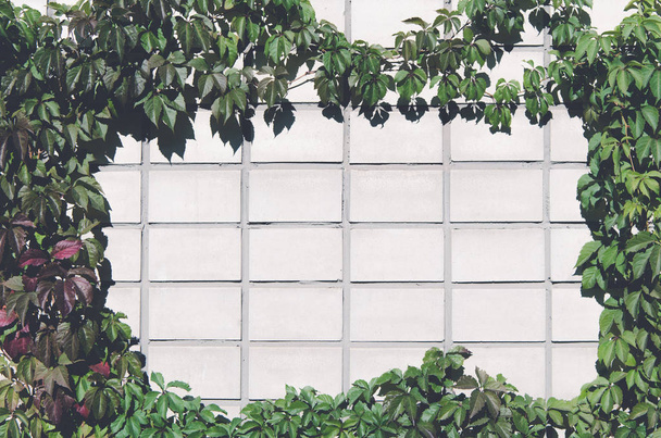 green leaves and wall - Фото, зображення