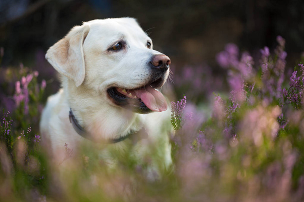 Labrador retriever hond in herfst Heide bloemen - Foto, afbeelding