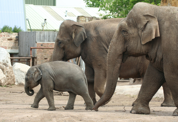 Семейство слонов
 - Фото, изображение