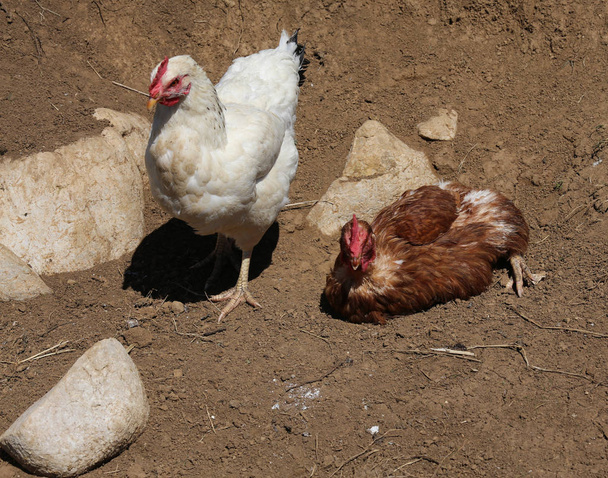 paar kip pockers in het kippenhok - Foto, afbeelding