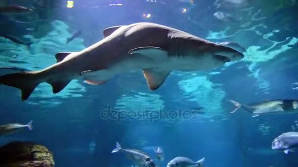 Bir köpek balığı akvaryum ortamında closeup - Video, Çekim