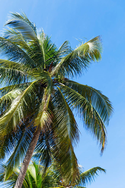 Tropic palm leaves in front of the blue sky - Фото, изображение