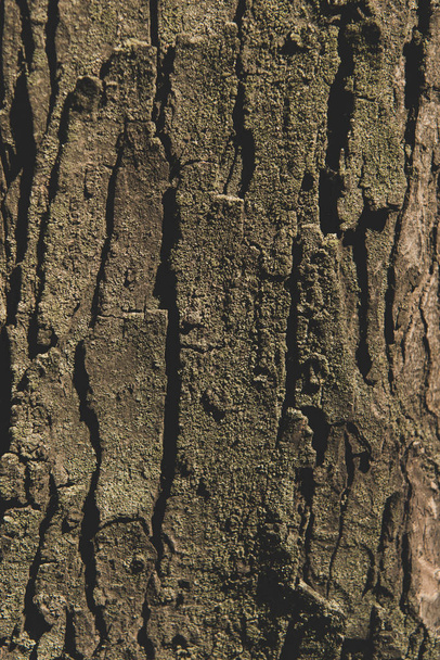 tree bark texture - Foto, Imagem