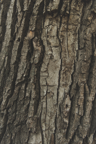 tree bark texture - Photo, Image
