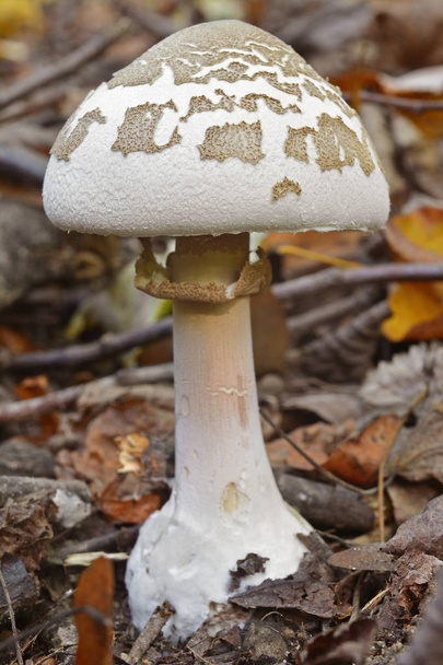 cogumelo macrolepiota excoriata
 - Foto, Imagem