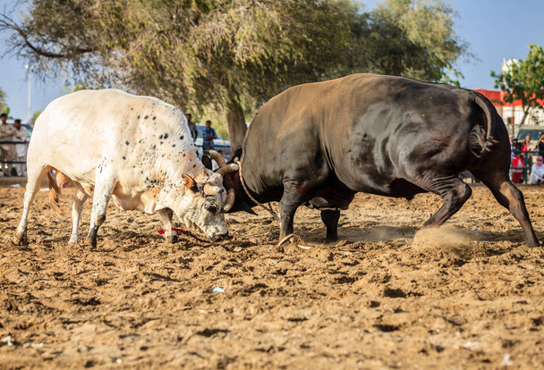 Bulls lutando com chifres
  - Foto, Imagem