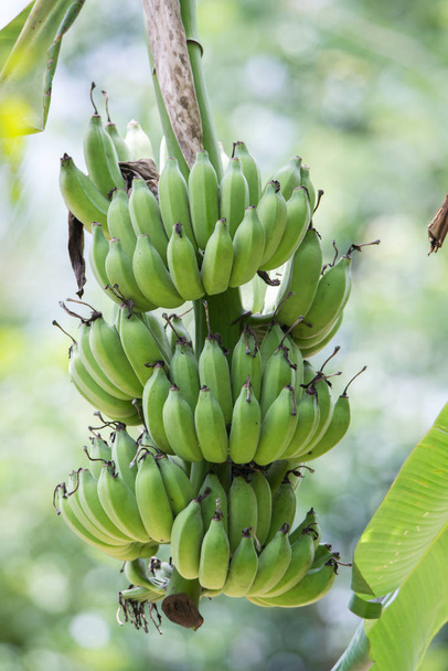 Bunch of green bananas - Фото, зображення