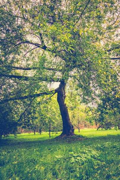 Зеленые кривые деревья в парке Ретро
 - Фото, изображение