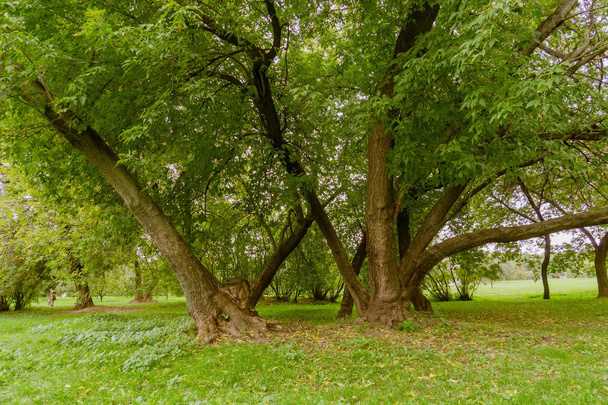 Árvores verdes tortas no parque
 - Foto, Imagem