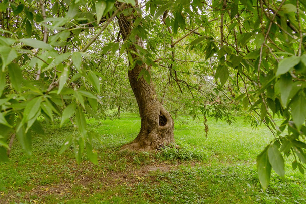 Green Krzywy drzew w parku - Zdjęcie, obraz